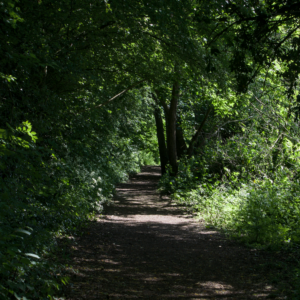 The Sunlit Path